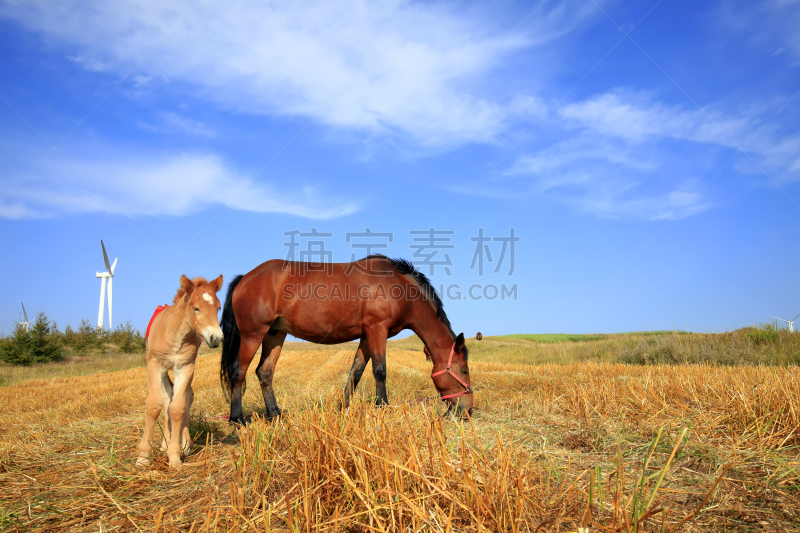 马,秋天,平原,国家草场,墨西哥野马,食草,兽群,大农场,农业建筑,牧场