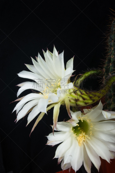 仙人掌,特写,桶仙人掌,选择对焦,阿根廷,沙漠,植物,雌蕊,装管,耙