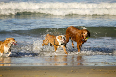 狗,犬科的,海岸地形,一群狗,水,动物嘴,水平画幅,沙子,进行中,斗牛犬