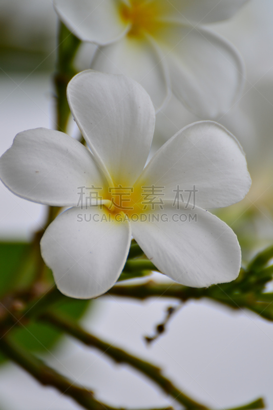 白色,赤素馨花,垂直画幅,度假胜地,芳香的,巴厘岛,无人,夏天,户外,泰国