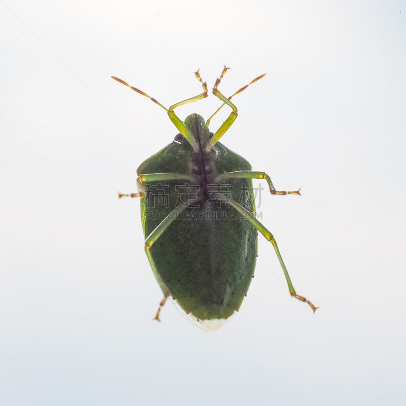 green shield bug,盾蝽,绿色,无人,动物,方形画幅,昆虫,摄影