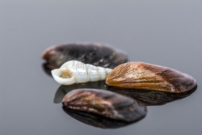小的,贻贝,灰色背景,自然,饮食,美国,洞,水平画幅,海螺,贝壳