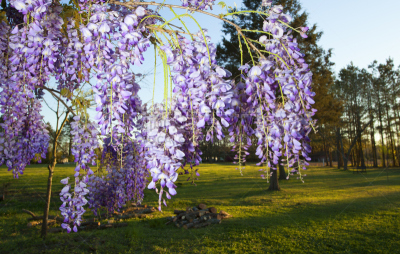 Evening bloom