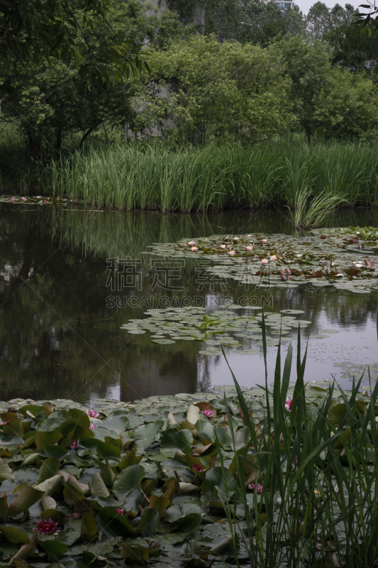 野生动物保护区,湿地,垂直画幅,水,水洞湖,草原,水生植物,枝繁叶茂,睡莲,无人