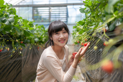 草莓,留白,夏天,采果器,仅成年人,明亮,农作物,青年人,清新,商务