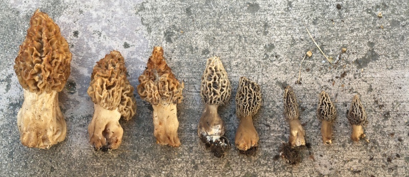 羊肚菌,水平画幅,莫瑞娜,无人,全景,蘑菇,神奇蘑菇,食品,食用菌,摄影