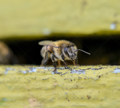 蜜蜂,蜂箱,特写,进口标志,昆虫群,克罗尼亚省,嗡嗡响的,蜂蜡,beekeeper,养蜂