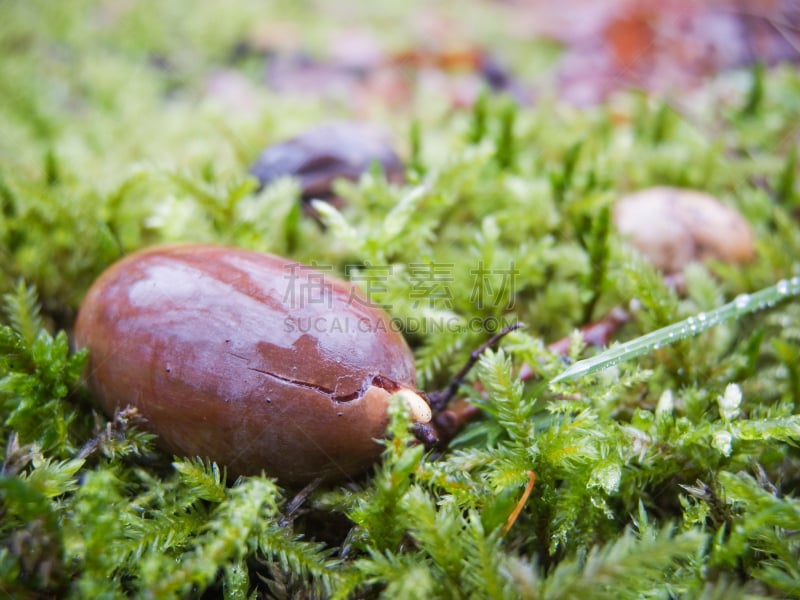 苔藓,橡树果,时段,植物属性,水平画幅,无人,湿,人造,户外,特写