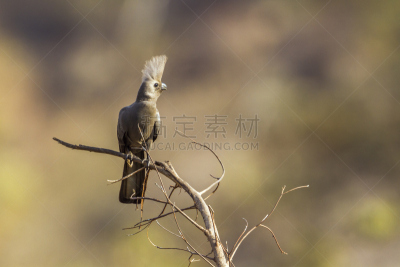 鸟类,灰色,南非,背面视角,金毛拉布拉多猎犬,灰色鸦,蕉鹃,林波波省,普马兰加省,生物保护区