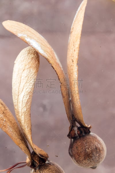 种子,橡胶,机翼,尤脑香科树,自然,垂直画幅,褐色,无人,组物体,植物