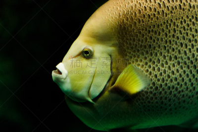 灰扁鲛,鱼类学,巴尔的摩,神仙鱼,马里兰,水,水平画幅,大西洋,动物学,水下
