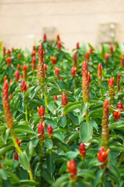 野生植物,姜花,蛔虫,马提尼克岛,垂直画幅,枝繁叶茂,无人,巨大的,夏天,户外