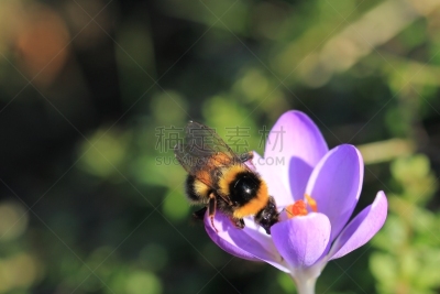 Hummel bei der Bestäubung der Krokussblume