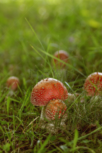 有毒生物体,红色,蘑菇,田地,生物学,草,自然美,背景,真菌,2015年