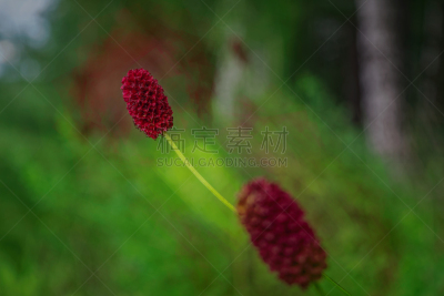 芦笋,摆拍,前景聚焦,北半球,沙拉,蔷薇科,罗萨莱斯,植物,背景