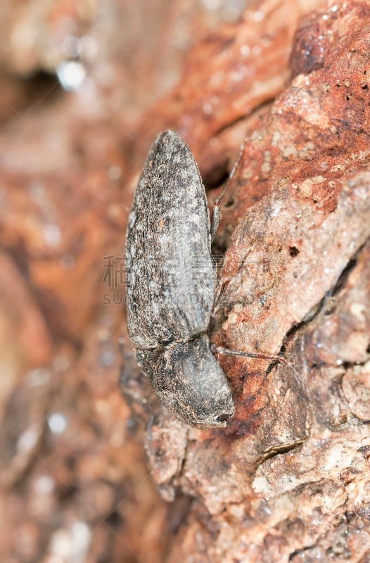 click beetle,大特写,木制,垂直画幅,选择对焦,正面视角,无人,野外动物,户外,特写