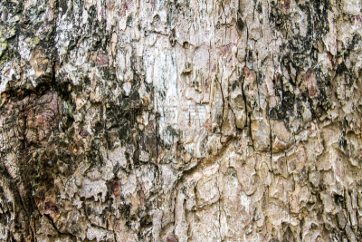 迪言高原,树皮,纹理,褐色,水平画幅,风化的,谷仓,无人,衰老过程,雨豆树
