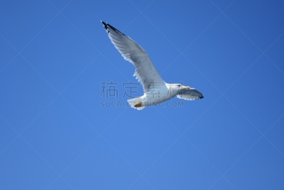 鸟类,自然,鸽子,水,天空,美,水平画幅,无人,野外动物,户外