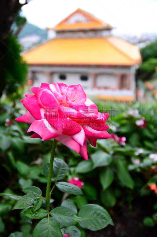 玫瑰,粉色,极乐寺,槟榔屿州,垂直画幅,旅行者,马来西亚,仅一朵花,东南亚,植物