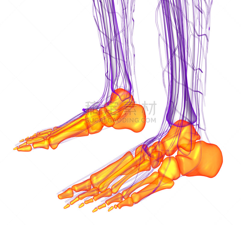 健康保健,三维图形,插画,足部骨骼,腓骨,胫骨,踝,人类骨架,水平画幅,形状