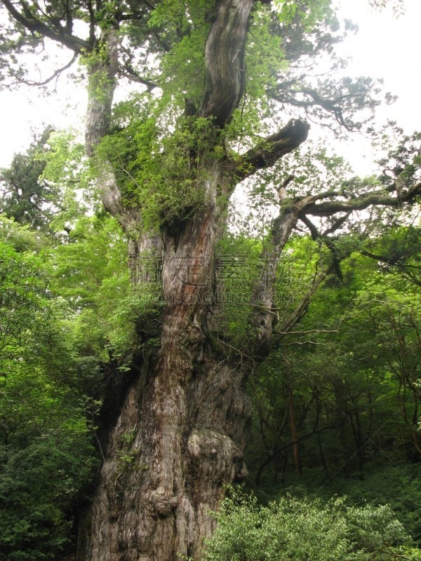 日本,屋久岛,绿色,地形,2010,25街,与众不同,秘密,环境,枝繁叶茂