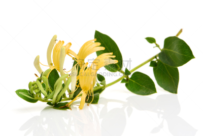 忍冬,黄色,白色背景,分离着色,白色,花朵,滕黄八叠球菌,花束月季,石生风铃草,箭木