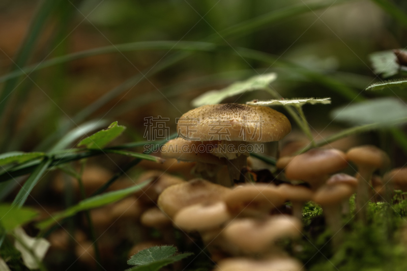 蜂蜜,蘑菇,森林,苔藓,夏天,瓷样伞菇,草,图像,食用菌,真菌