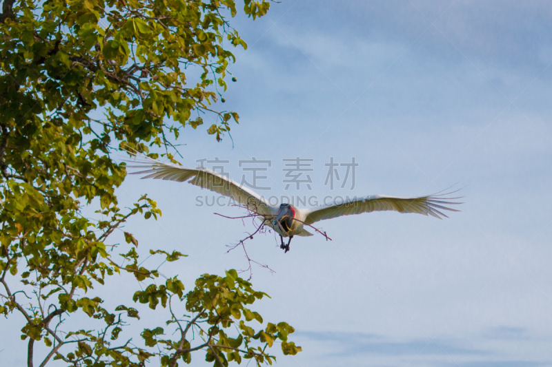 潘塔纳尔湿地,动物的巢,自然,野生动物,水平画幅,无人,鸟类,野外动物,沼泽,马托塔罗索洲