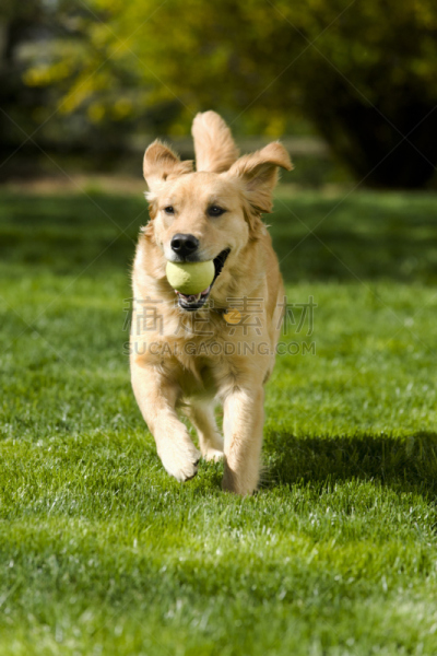 金毛寻回犬,进行中,球体,寻回（动物习性）,动物嘴,球,骄纵宠物,垂直画幅,公园,纯种犬