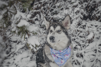 阿拉斯加雪橇犬,冬天,地形,小狗,爱斯基摩犬,雪橇犬,莱卡犬,水平画幅,雪,户外