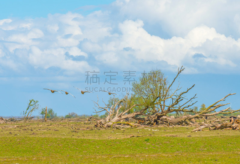 田地,马,湿地,春天,东法尔德斯普拉森,科尼卡野马,福力沃兰,芦苇,天空,水平画幅