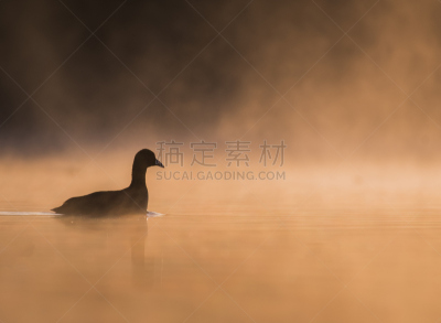 白冠鸡,全反式维甲酸,水,留白,早晨,曙暮光,野外动物,光,湖,彩色图片