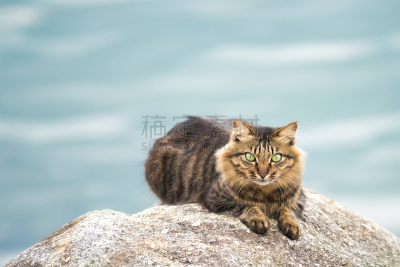 野生猫科动物,肖像,海马,波斯猫,动物内脏,猫,选择对焦,美,水平画幅,注视镜头