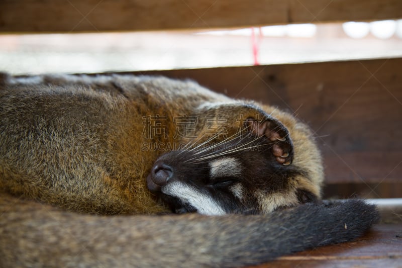 Palm Civet,室内地面,灵猫,树栖动物,海岛猫鼬,食肉目,水平画幅,野外动物,户外,睡觉