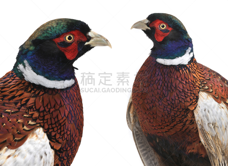 雉,环颈雉,脊椎,白色,水平画幅,骨骼,2015年,两只动物,翎毛,摄影