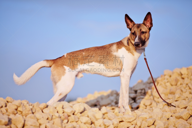 狗,砖,天空,海洋,可爱的,纯种犬,多毛的,图像,脊椎动物,猎犬