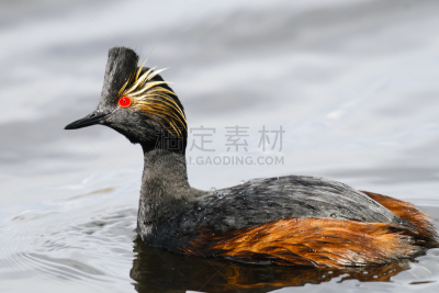 黑颈鸊鷉,鸊鷉,水平画幅,阿尔伯塔省,无人,鸟类,野外动物,夏天,户外,湖