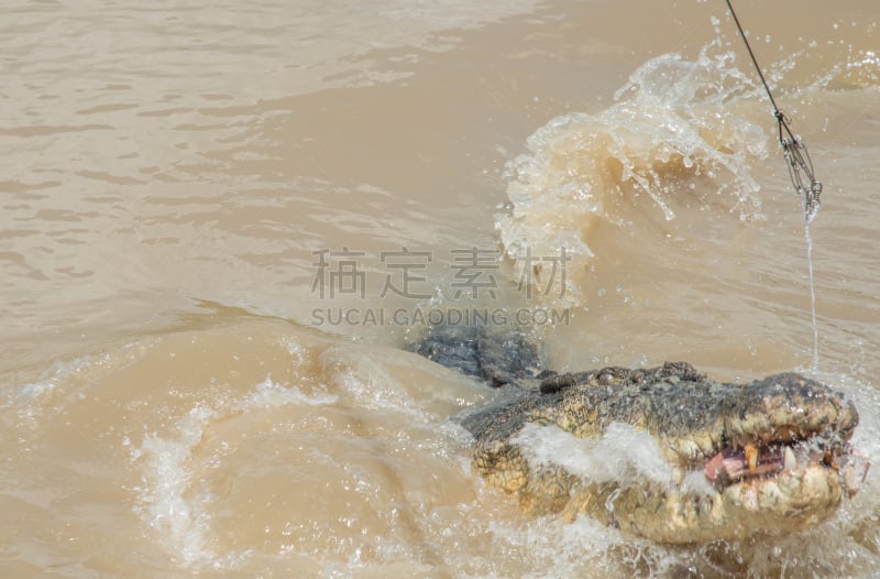 热情,澳大利亚海水鳄,自然神力,动物牙齿,动物嘴,动物,动物习性,河流,澳大利亚,自然