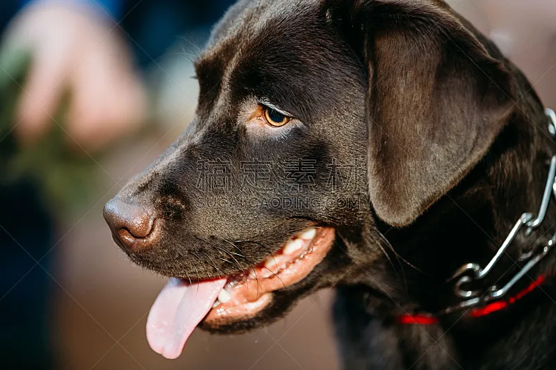特写 赭色拉布拉多猎犬 动物头 美 褐色 动物嘴 寻回犬 水平画幅 无人 美人图片素材下载 稿定素材