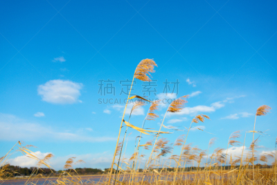 潘帕斯大草原,天空,vulpia grass,一捆小麦,麦穗,芽草之类,大麦,留白,风,里山