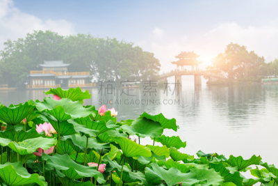 荷花,夏天,杭州,西湖,花头,水,美,公园,水平画幅,户外