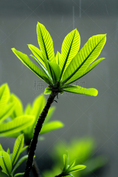 炮弹树,青年人,雨,叶子,生闷气的,垂直画幅,水,风,湿,夏天