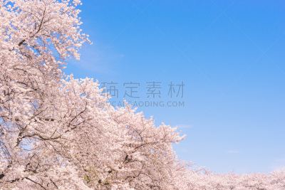 桜の花