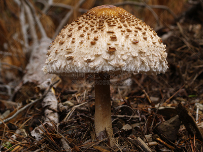 蘑菇,野菇,Porcini Mushroom,自然,褐色背景,褐色,水平画幅,无人,嫩枝,斑点
