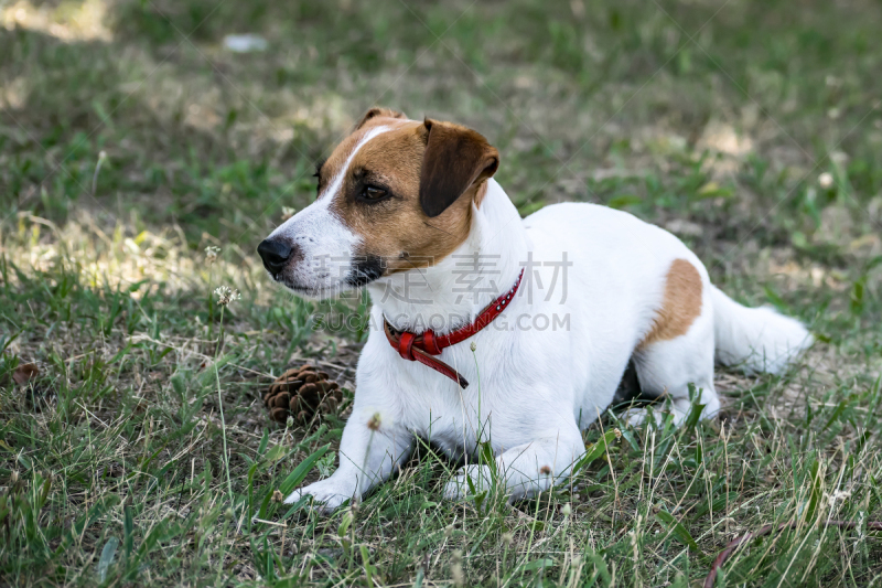 杰克拉瑟短腿犬,草,白色,豺狗,绿色,整腹术,海马,秋季国际橄榄球赛,英式橄榄球联合会,神经外科