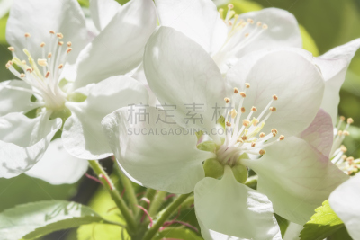 樱桃,苹果,枝,白雪公主,特写,水果,春天,日光,白昼,树
