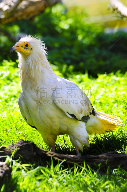 egyptian vulture,白色,垂直画幅,喙,黄色,鸟类,帐单,肖像,摄影