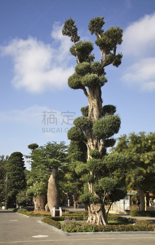 巴库,散步道,阿塞拜疆,林荫大道,河堤,滨水,城镇,垂直画幅,图像,海洋