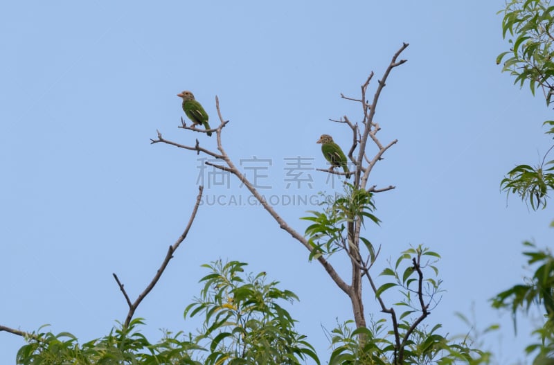 热带巨嘴鸟,鸟类,泰国,枝,绿色,干花,水平画幅,巨大的,古典式,野外动物