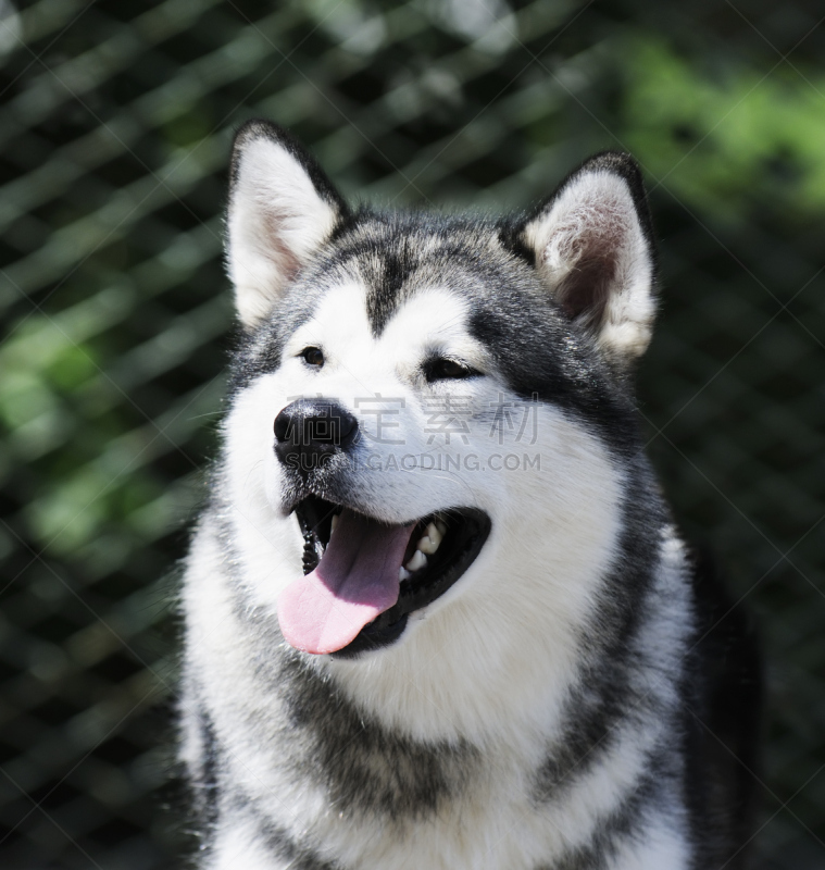 雪橇犬,垂直画幅,宠物,纯种犬,动物,运动模糊,肖像,爱斯基摩犬,狗,长发